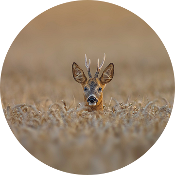 Jonge reeën (Capreolus capreolus) kijken uit een tarweveld in de paartijd in de zomer