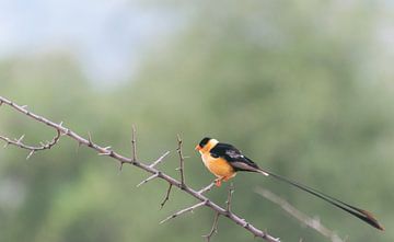 Oranje zwarte vogel met lange staart | Reisfotografie | Zuid-Afrika van Sanne Dost