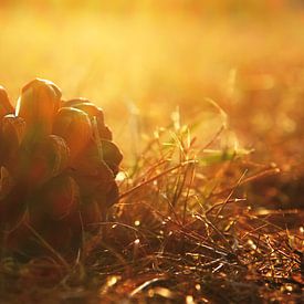 Gouden dennenappel by Jesse de Boom