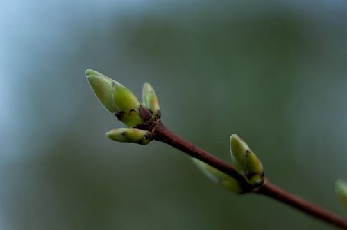 Knopje aan de boom