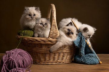 Vier Ragdoll cats kittens in een mandje wol van Leoniek van der Vliet