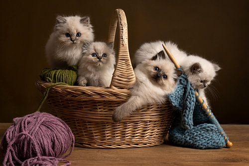 Vier Ragdoll cats kittens in een mandje wol