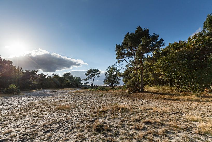 Hoorneboeg Heath près de Hilversum, Hollande du Nord, Pays-Bas par Martin Stevens