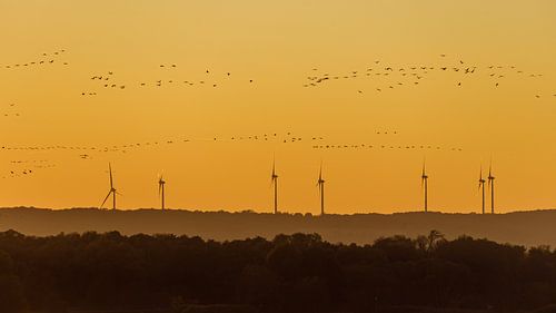 Grues
