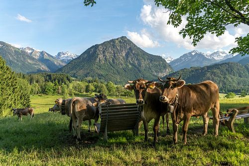 brown cows on a mountain pasture in Allgäu