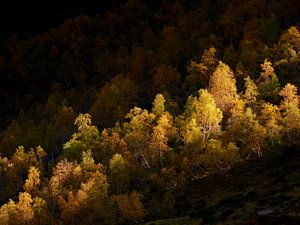 Birken im Morgenlicht