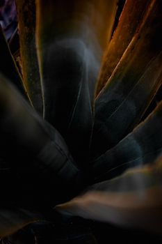 Dunkle Blattform mit Glühen