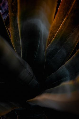 Donkere bladvorm met gloed