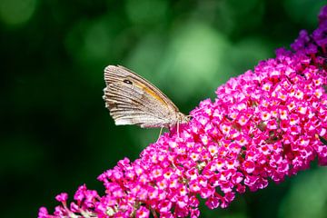 Vlinder op de zomerlila in de tuin van Animaflora PicsStock