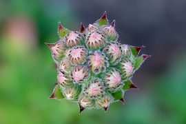Un gros plan sur les boutons floraux d'une plante succulente, la joubarbe.