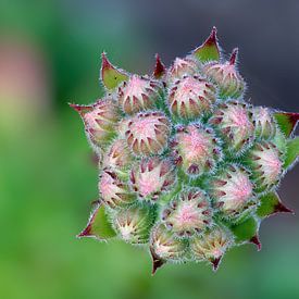 Een close-up van de bloemknoppen van een vetplant, de huiseleek van Hans-Jürgen Janda