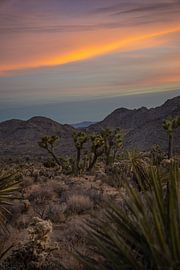 Joshua Tree National Park, California by Milo Dinkelaar