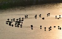 Watervogels in het winterse goud