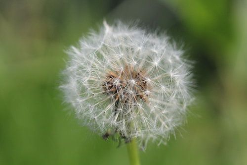 Löwenzahn von Eveline Habing