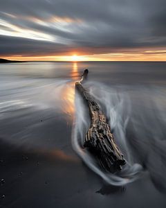 Abendlicht umarmt Stamm, Meer