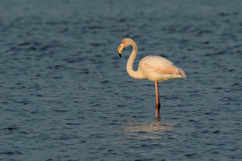Flamingo van Karla Leeftink
