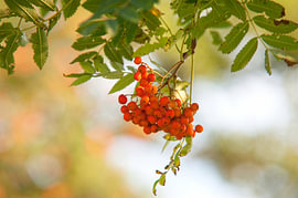 Eine Traube reifer Vogelbeeren von Nirbhi Schmidt
