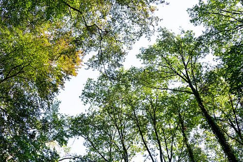 Bright morning in the forest