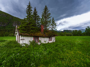 Haus mit Baum auf dem Dach in Hemsedal, Norwegen