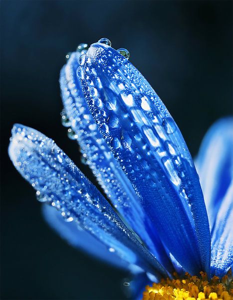 Blume mit Regentropfen von Mustafa Kurnaz