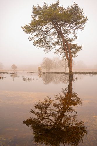 Spiegelung eines gebogenen Baumes im Nebel