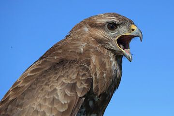 Mäusebussard (Buteo buteo) von Ronald Pol
