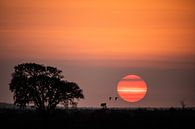 Lever de soleil atmosphérique par Sharing Wildlife Aperçu