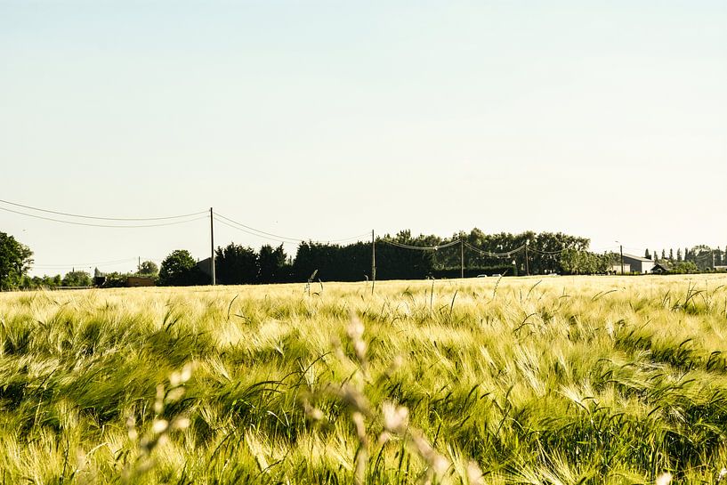 Landschap graanveld von Stef De Vos