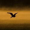 Blauwe Reiger boven weiland met ochtendmist van Menno van Duijn