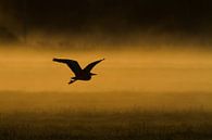 Héron bleu au-dessus d'une prairie dans la brume du matin par Menno van Duijn Aperçu