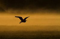 Blue Heron over meadow with morning mist