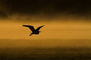 Blue Heron over meadow with morning mist by Menno van Duijn