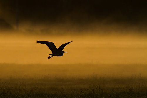 Héron bleu au-dessus d'une prairie dans la brume du matin sur Menno van Duijn