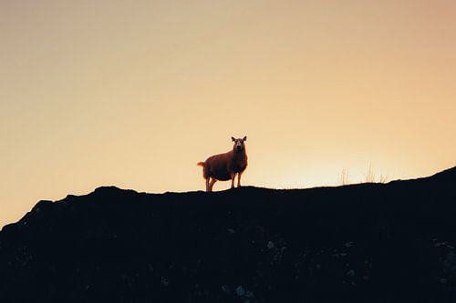 De schapen van de Schotse Hooglanden. Silhouetten Panorama