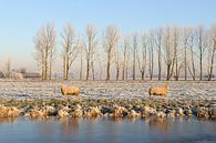 Berijpt winterlandschap met twee schapen van Merijn van der Vliet thumbnail