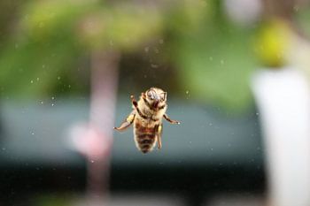 Une abeille regardant par la fenêtre