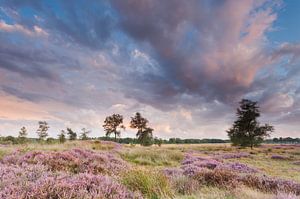 Roze pracht sur Karla Leeftink