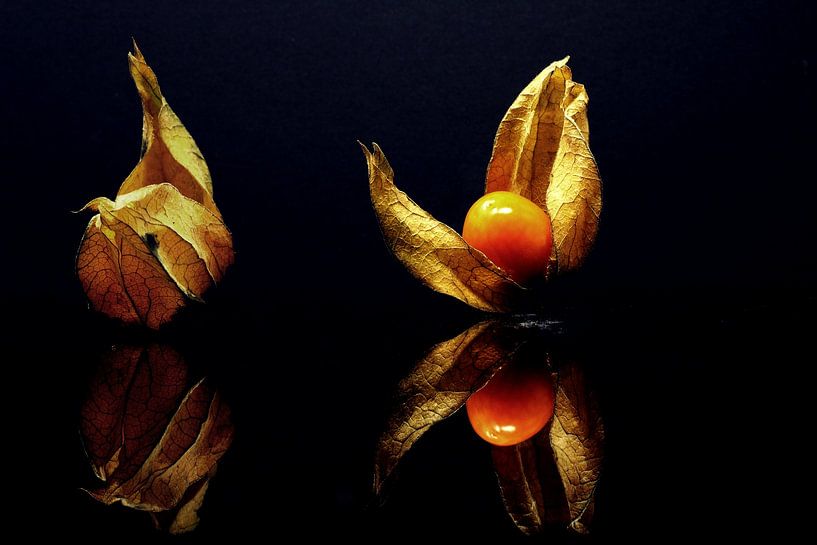 Physalis par Reiner Borner