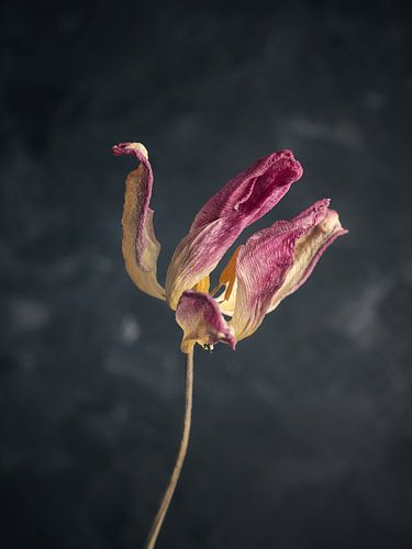 Verdorde paarse tulp op een donkere achtergrond