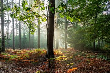 Autumn in the Mastbos by IL Wisse