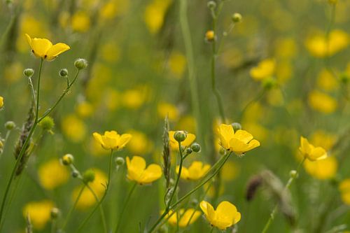 Gele boterbloemen in het veld foto