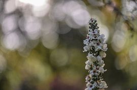 flowers part 15 by Tania Perneel