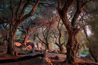 Olijfbomen tijdens zonsondergang van Edwin Mooijaart thumbnail