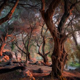 Olivenbäume bei Sonnenuntergang von Edwin Mooijaart
