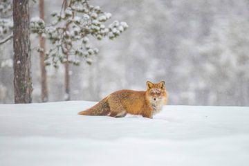 Fuchs im Schnee, Schweden von Gert Hilbink