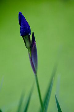 Paars-blauwe bloem in de knop na regenbui