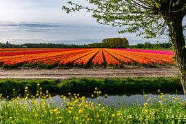 Kleurrijke bollenvelden in de bollenstreek van Arjan van der Veer