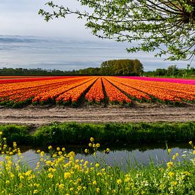 Kleurrijke bollenvelden in de bollenstreek van Arjan van der Veer