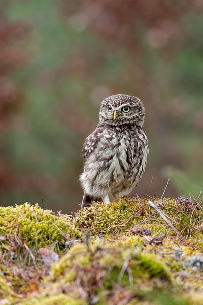 Little owl in the moss by Teresa Bauer