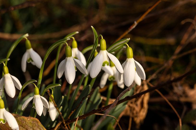 Au soleil, les perce-neige se sentent chez eux par Harald Schottner
